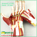 MUSCLE09(12032) Hand Sectional Anatomy of Nerves and Blood Vessels Model, Human Anatomy Model of Hand 12032